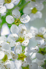 Apple blossoms in spring on white background