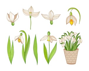 Fototapeta na wymiar Snowdrop set isolated on white. Cartoon vector spring flowers plants. Botanic collection design.