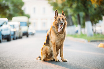 Alsatian Wolf Dog Sitting On Road. Brown German Shepherd Dog Sitting On Road In Sunny Summer Day