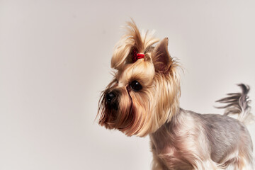 a small dog Yorkshire Terrier posing isolated background