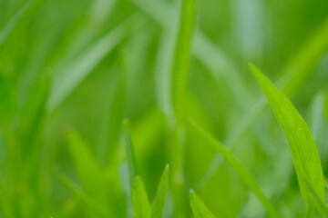green grass background , close up of green grass