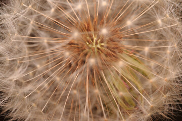 Seeds Before The Journey with Dandelion