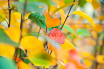 Obraz premium autumn background of colorful leaves