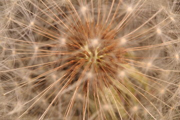Seeds of Dandelion under Natural Light