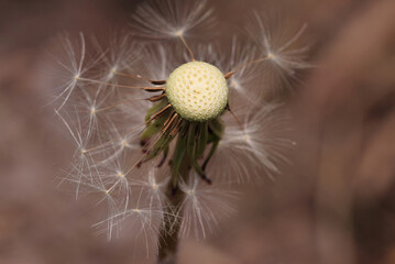 The Dandelion with The Limited Seeds