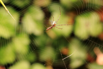 Predation of The Small Spider (Tetragnatha Pratensis)