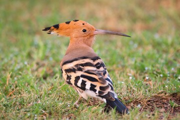 The Eurasian hoopoe  bird in the grass (Upupa epops)
