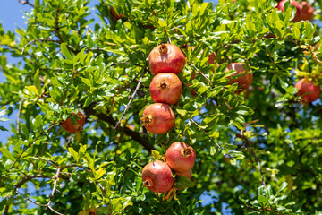 Ripe pomegranate fruits. Detail of the pomegranate tree canopy on a sunny summer day.