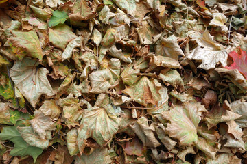 Pile of orange leaves in autumn.