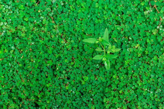 Roundleaf Imagens – Procure 238 fotos, vetores e vídeos | Adobe Stock