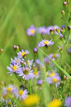 Strand-Aster (Tripolium pannonicum)