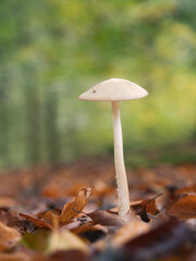 In Wald und Heide