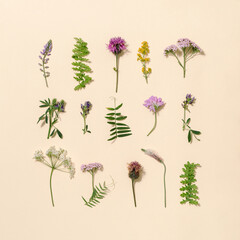 Natural summer composition from wild flowers and grass Meadow, field and forest blooming and green plans