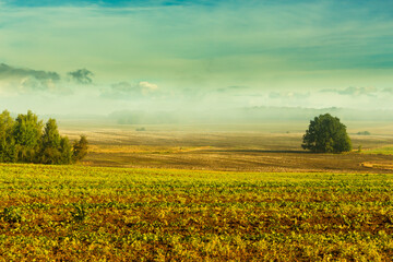 Rural landscape, sunny morning, partial haze of fields, meadows and trees.