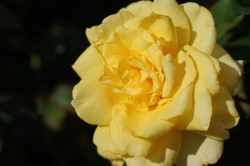 yellow rose flower