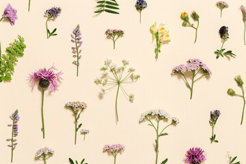Natural summer wildflowers, meadow herbs and field bloom plants, green grass, small wild blossom, forest thistle, fern