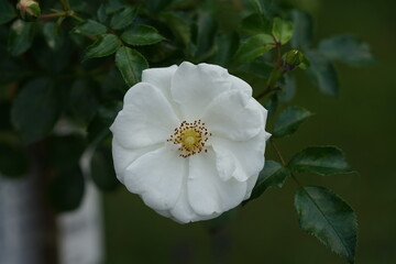 white rose flower