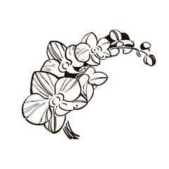 isolated element orchid branch phalaenopsis black silhouette tattoo outline vector