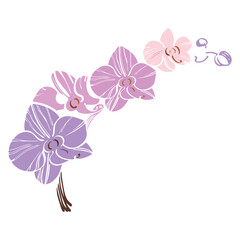 isolated element orchid branch phalaenopsis purple silhouette applique tattoo outline vector