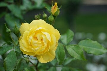 verschiedene Rosen