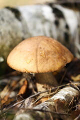 mushrooms in the grass