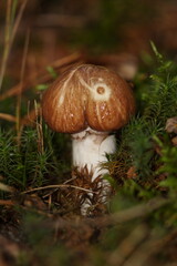 mushroom in the forest