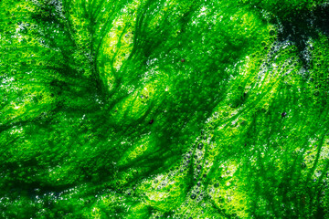 Abstract green alga background