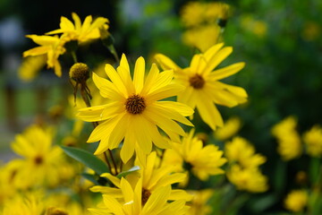 eine gelbe Blume
