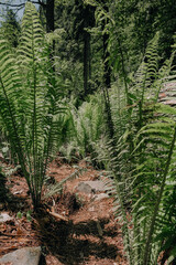 Nature