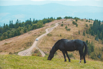 Fototapeta na wymiar black horse eating grass at mountains field
