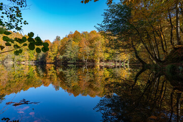 forest and lake view in autumn