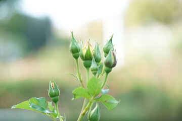 spring flowers in spring, orange rose