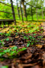 autumn leaves in the forest