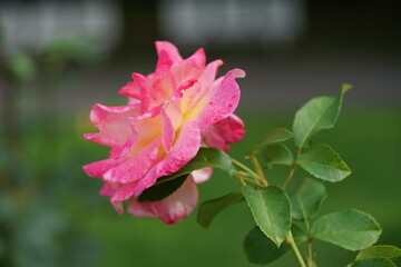 pink rose bush