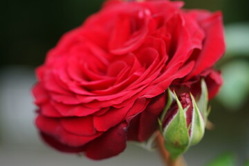 red rose closeup