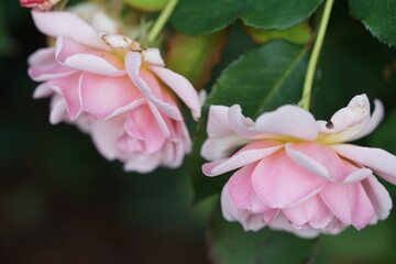 Fototapeta premium pink and white flower