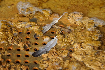 close up of a octopus