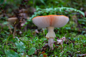 red mushroom in the forest, Amanita muscaria. Close up photo of red fungi.