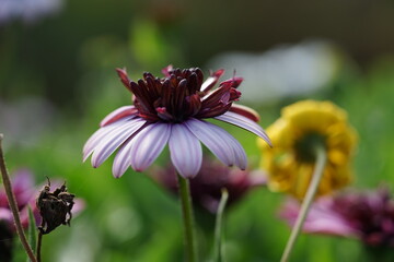 daisis,plant, flowers, summer, macro, daisy, blossom, flora, petal, spring, orange, bloom, sunflower, petals, close-up, closeup, beauty, beautiful, single, floral, bright, color, walldesk