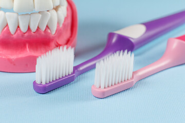 Toothbrushes and layout of the human jaw on the background.
