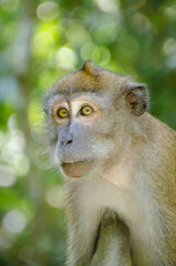 Macaque 6