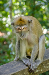 Macaque 5