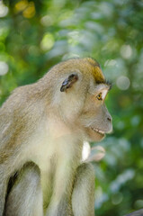 Macaque 2