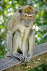 Macaque 1