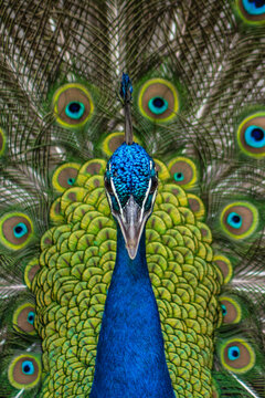 Pav&atilde;o Macho Colorido