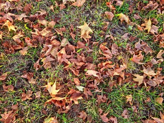 autumn leaves background