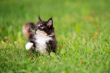 small fluffy playful gray tabby Maine Coon kitten walks on green grass.
