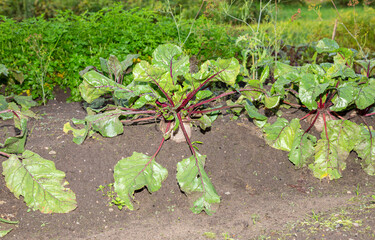 Beetroot grows at the vegetable garden