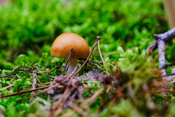 Mushrooms, forest, autumn, leaves
Mushroom picking
Inedible mushrooms
autumn forest
