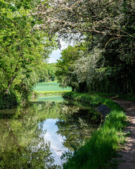 Quiet canal in summer surrounded by trees and fields in the UK countryside